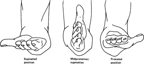 Forearm Supination and Pronation