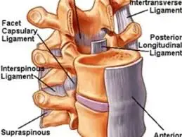Interspinous Ligament Sprain