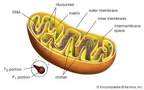 Mitochondria