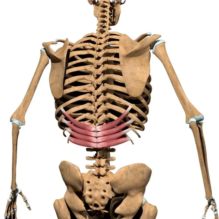 Serratus Posterior Inferior Muscle