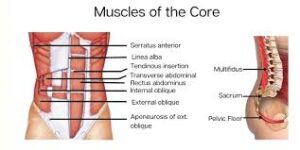 Core Muscles - Anatomy, Function, Exercises