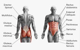 Superficial Core Muscles