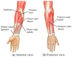 Wrist Muscles