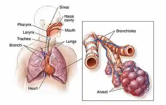 Respiratory system
